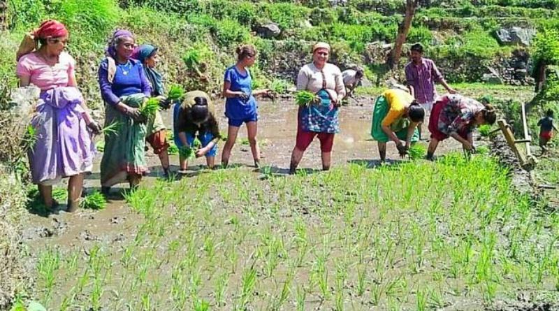 रोपाई से पहले महिलाओं ने पारंपरिक लोकगीतों की शानदार प्रस्तुति दी।