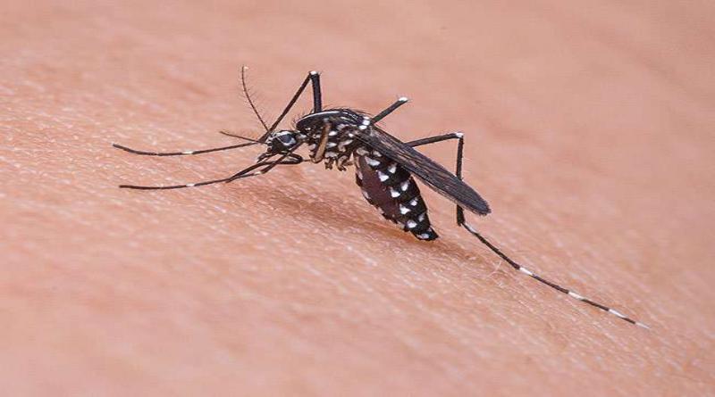 मच्छर अगर दुनिया से खत्म हो जाएंं इन्हें होगा सबसे अधिक नुकसान