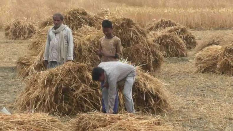 बारिश से बर्बाद हुई गेहूं की फसल