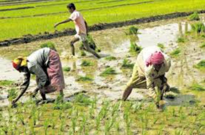 गांवों में पटरी पर लौटी ज़िन्दगी, खेतों में मिला श्रमिकों को काम