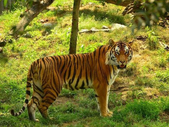 तेज रफ्तार वाहन ने सड़क पार कर रहे बाघ को जोरदार टक्कर मरी, मौके पर ही मौत