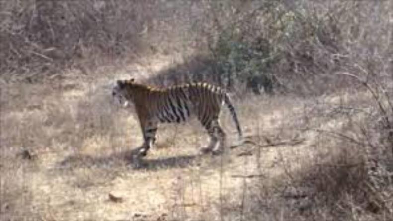 राजाजी टाइगर रिजर्व से बाघ गायब, बाड़े में मिला रेडियो कॉलर, मचा हड़कंप