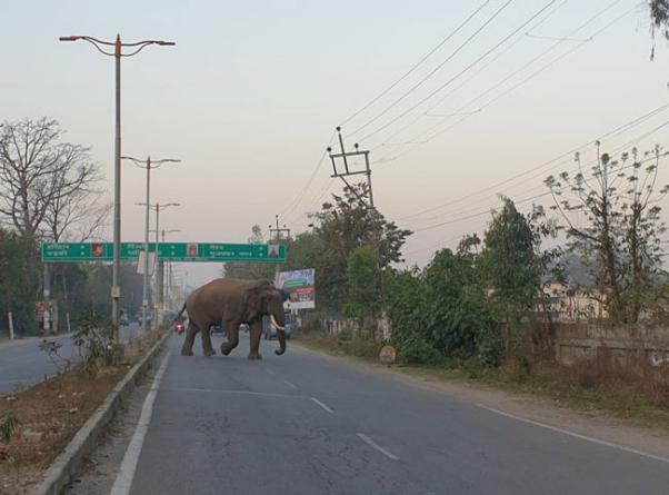 जंगल से निकलकर एक हाथी आबादी में घुस गया, जिससे मौके पर हड़कंप मच गया