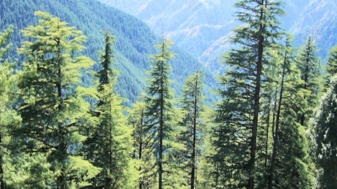 भारतीय वन सर्वेक्षण के विज्ञानियों के सर्वे – जनजातीय बहुल जिलों में घट रहे वन