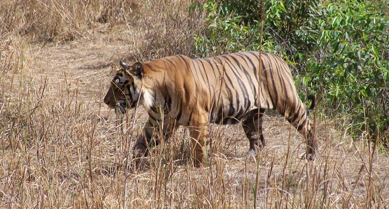 राज्य में तीन साल में बाघ के हमलों में 35 लोग की मौत और 27 घायल