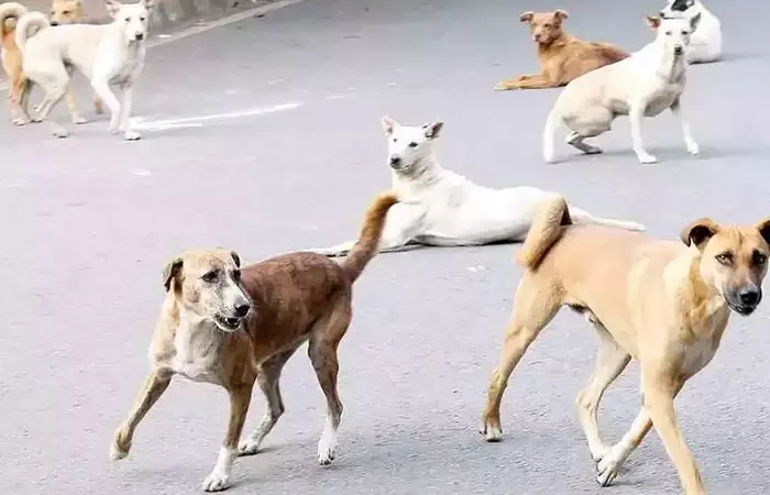 शहरी विकास निदेशालय ने की एसओपी जारी, आवारा कुत्तों को पकड़ने के लिए डॉग स्क्वॉड बनाने के निर्देश