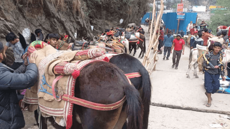 चारधाम यात्रा में सेवा देंगे 4300 से अधिक घोड़ा-खच्चर संचालक, दोनों धामों के लिए 8700 से अधिक पंजीकरण