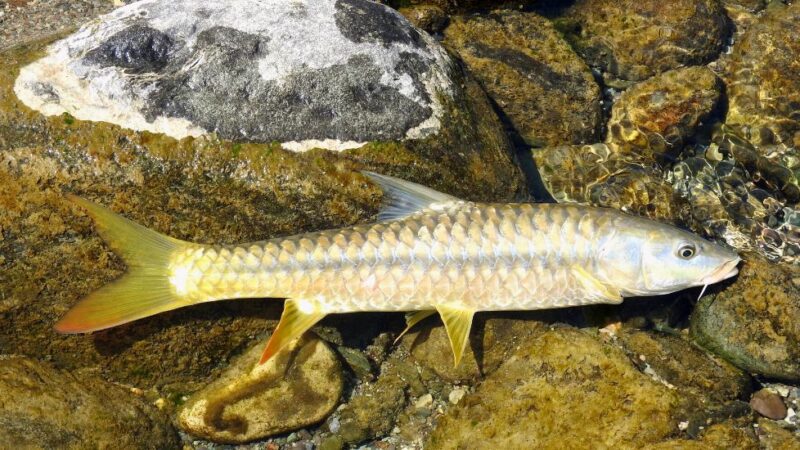 व्यासी जल विद्युत परियोजना बनी गोल्डन महाशीर के संरक्षण की उम्मीद की किरण