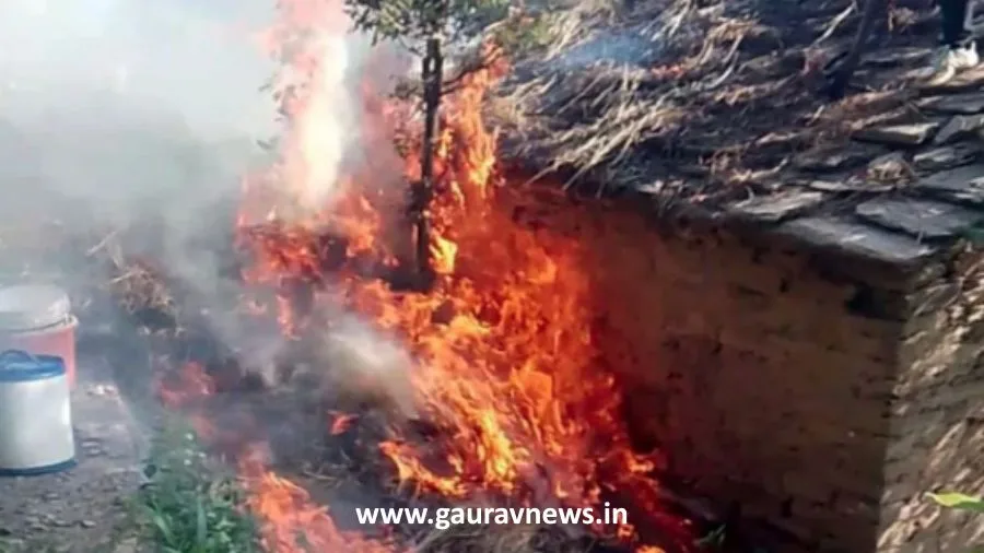 अल्मोड़ा के तल्ली मिरई में पहले गोशाला में लगी आग, फिर गुलदार ने किया बछिया पर हमला