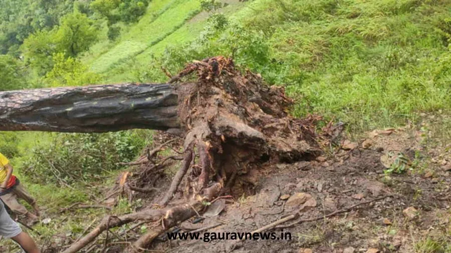 टिहरी में तेज आंधी में मासूमों पर गिरा चीड़ का पेड़, स्कूल से लौटते समय दो बच्चों की दर्दनाक मौत
