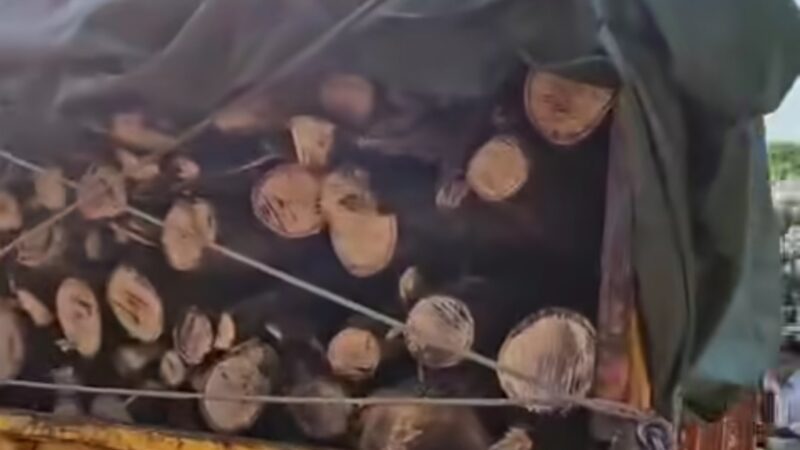 देहरादून में आधी रात अवैध लकड़ी तस्करी का भंडाफोड़, फॉरेस्ट विभाग ने पिकअप जब्त की