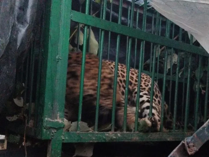 श्रीनगर गढ़वाल में घातक हमले के बाद तेंदुआ पिंजरे में फंसा