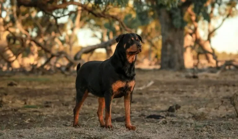 देहरादून में पालतू कुत्ते के काटने पर मालिक पर एफआईआर, जुर्माने का भी प्रस्ताव