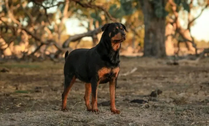 देहरादून में पालतू कुत्ते के काटने पर मालिक पर एफआईआर, जुर्माने का भी प्रस्ताव