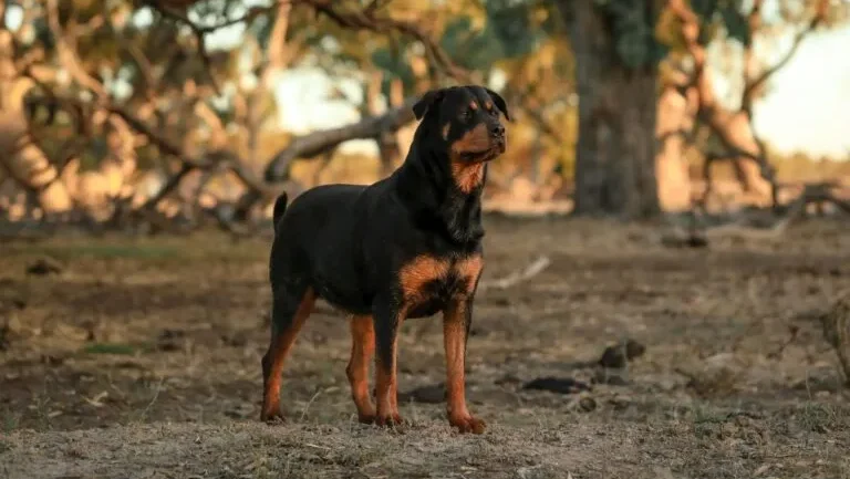 देहरादून में पालतू कुत्ते के काटने पर मालिक पर एफआईआर, जुर्माने का भी प्रस्ताव
