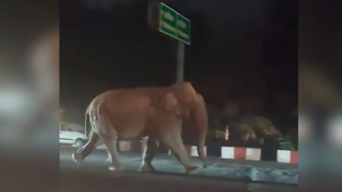 जॉलीग्रांट–ऋषिकेश मार्ग पर हाथी की आमद से मचा हड़कंप, सड़क पर दौड़ता दिखा वन्यजीव