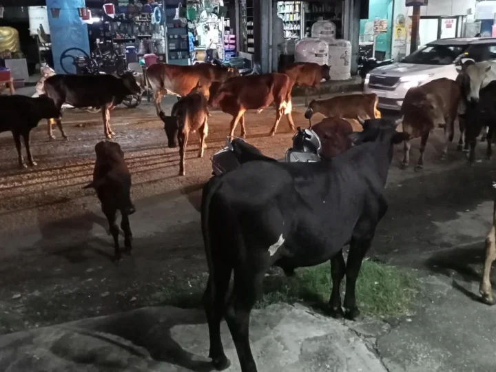 उत्तराखंड में आवारा पशु नियंत्रण के लिए नई SOP लागू, हाईवे और सार्वजनिक स्थानों से हटाए जाएंगे मवेशी व कुत्ते
