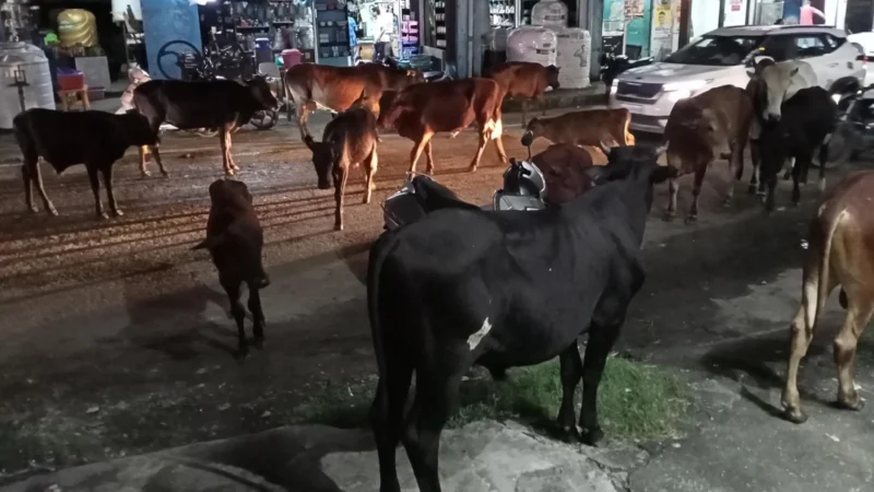 उत्तराखंड में आवारा पशु नियंत्रण के लिए नई SOP लागू, हाईवे और सार्वजनिक स्थानों से हटाए जाएंगे मवेशी व कुत्ते