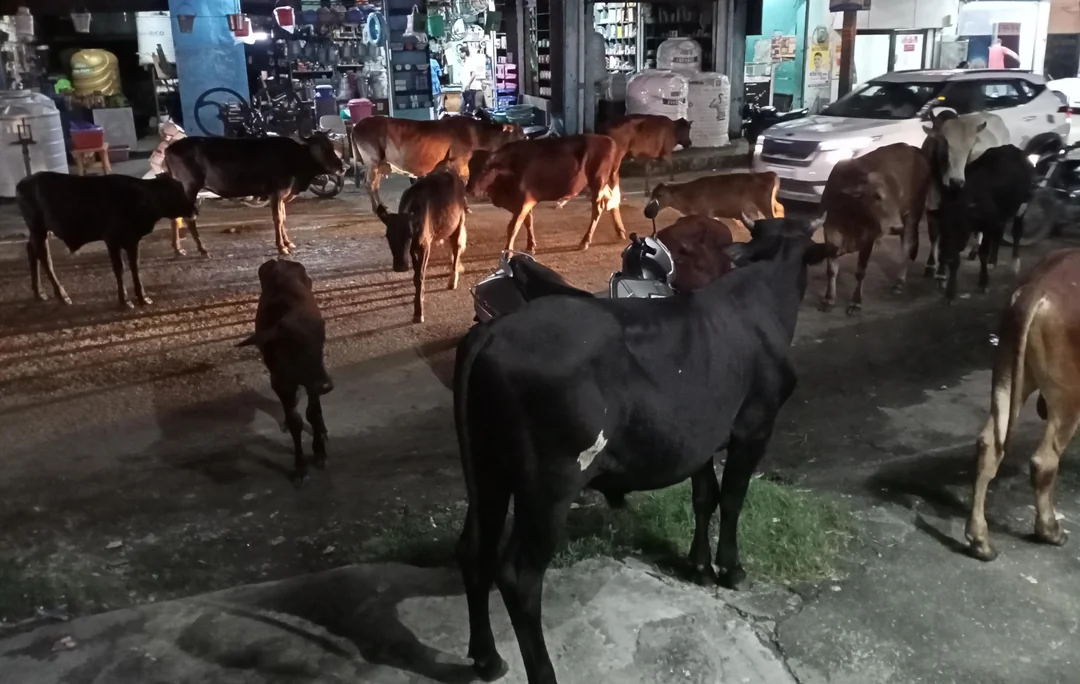 उत्तराखंड में आवारा पशु नियंत्रण के लिए नई SOP लागू, हाईवे और सार्वजनिक स्थानों से हटाए जाएंगे मवेशी व कुत्ते