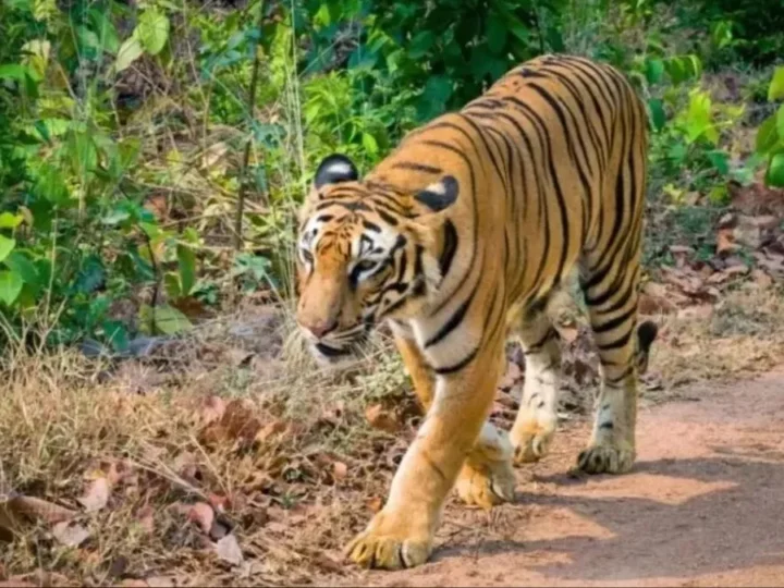 खटीमा के सुरई रेंज में बाघ का हमला, बग्गा क्षेत्र में ग्रामीण की मौत