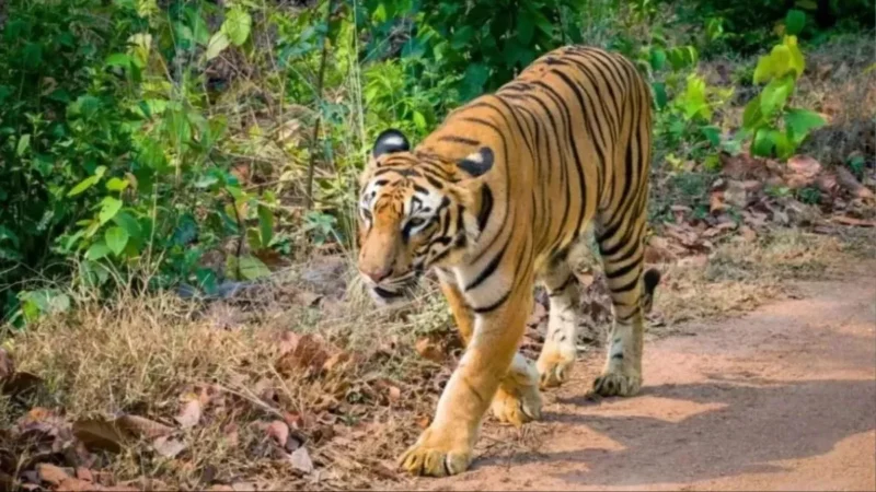 खटीमा के सुरई रेंज में बाघ का हमला, बग्गा क्षेत्र में ग्रामीण की मौत