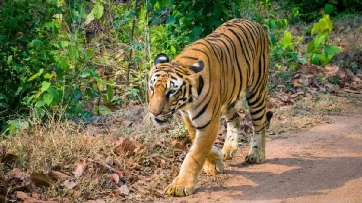 खटीमा के सुरई रेंज में बाघ का हमला, बग्गा क्षेत्र में ग्रामीण की मौत