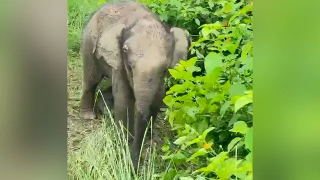 कॉर्बेट में बिछड़ा दो माह का हाथी का शावक अपने झुंड से मिला, वन विभाग के रेस्क्यू अभियान को मिली सफलता